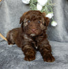 Mini Aussiedoodle For Sale Millersburg OH Female-Darla