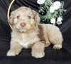 Mini Aussiedoodle For Sale Millersburg OH Male-Denver