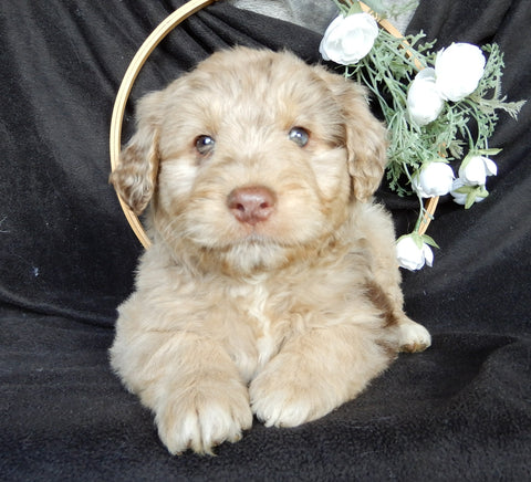 Mini Aussiedoodle For Sale Millersburg OH Male-Denver