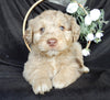 Mini Aussiedoodle For Sale Millersburg OH Male-Denver
