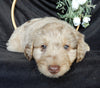 Mini Aussiedoodle For Sale Millersburg OH Male-Denver