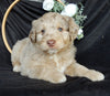 Mini Aussiedoodle For Sale Millersburg OH Male-Denver