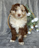 Mini Aussiedoodle For Sale Millersburg OH Male-Gunner