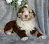 Mini Aussiedoodle For Sale Millersburg OH Male-Gunner