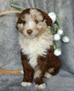 Mini Aussiedoodle For Sale Millersburg OH Male-Gunner