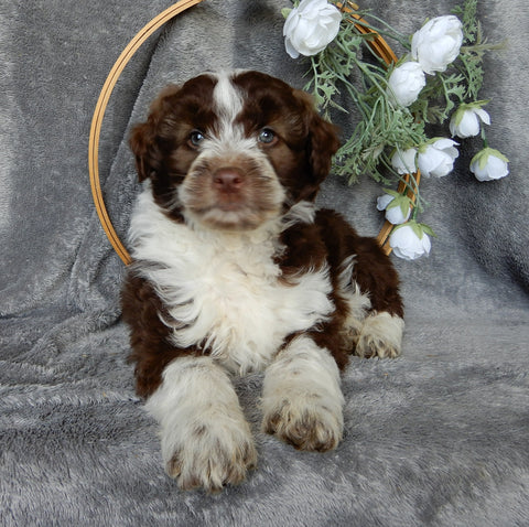 Mini Aussiedoodle For Sale Millersburg OH Male-Dallas