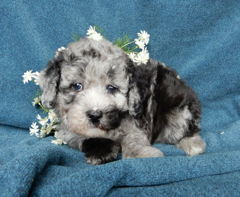 Mini Labradoodle For Sale Millersburg OH Male-Spot