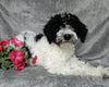 Mini Labradoodle For Sale Millersburg OH Female-Shadow