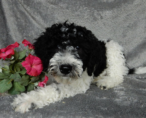 Mini Labradoodle For Sale Millersburg OH Female-Shadow