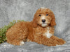 Mini Goldendoodle For Sale Millersburg OH Female-Jasmine