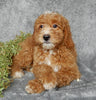 Mini Goldendoodle For Sale Millersburg OH Female-Jasmine