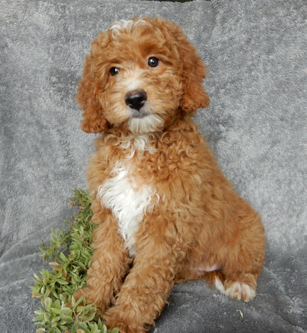 Mini Goldendoodle For Sale Millersburg OH Female-Jasmine
