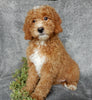 Mini Goldendoodle For Sale Millersburg OH Female-Jasmine