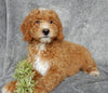 Mini Goldendoodle For Sale Millersburg OH Female-Jasmine