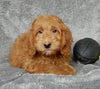 Mini Goldendoodle For Sale Millersburg OH Male-Cooper
