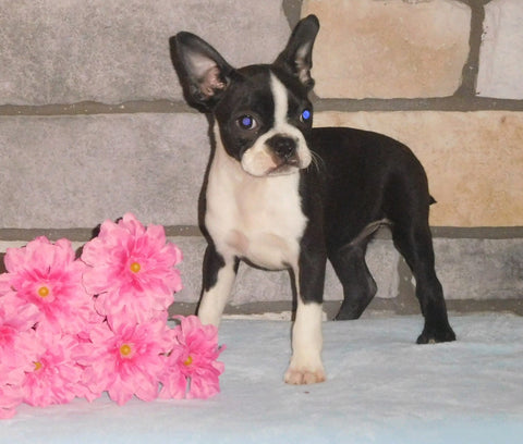 ACA Registered Boston Terrier For Sale Brinkhaven, OH Female- Cupcake