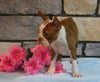 ACA Registered Boston Terrier For Sale Brinkhaven, OH Female- Missy