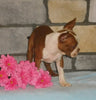 ACA Registered Boston Terrier For Sale Brinkhaven, OH Female- Missy