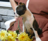 ACA Registered Boston Terrier For Sale Brinkhaven, OH Male- Corbin