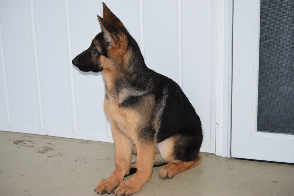 AKC German Shepherd For Sale Baltic Ohio Female Melissa AC Puppies LLC