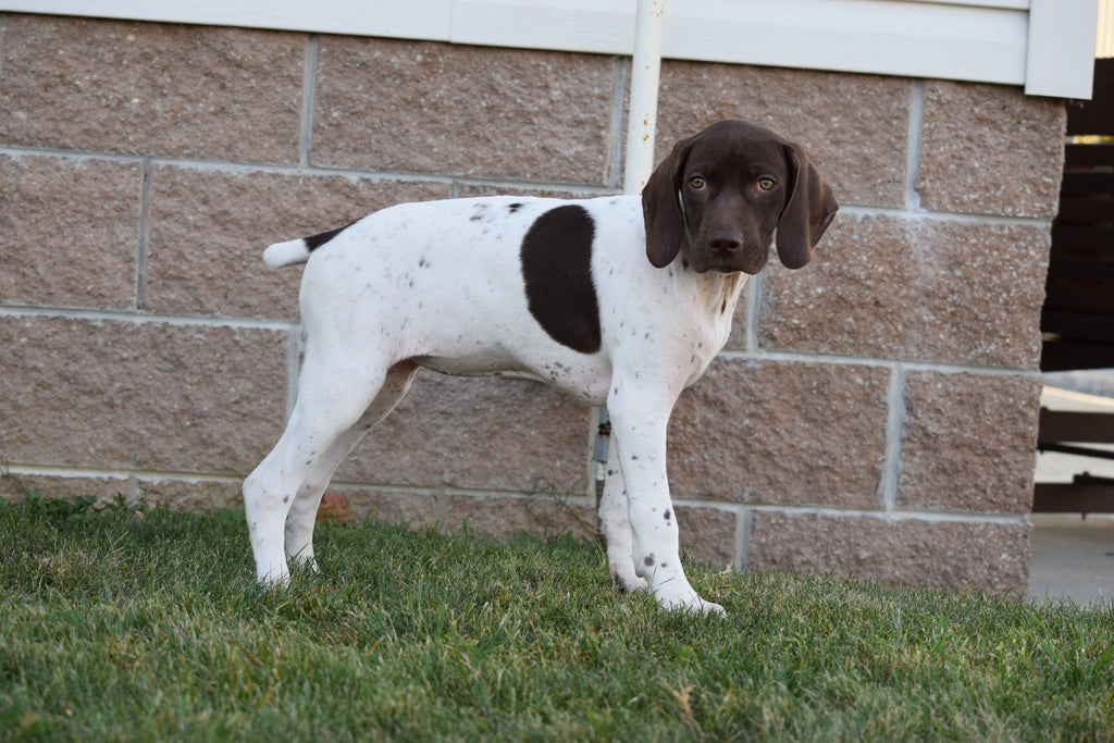 AKC Registered German Shorthaired Pointer For Sale Ohio Female Bella