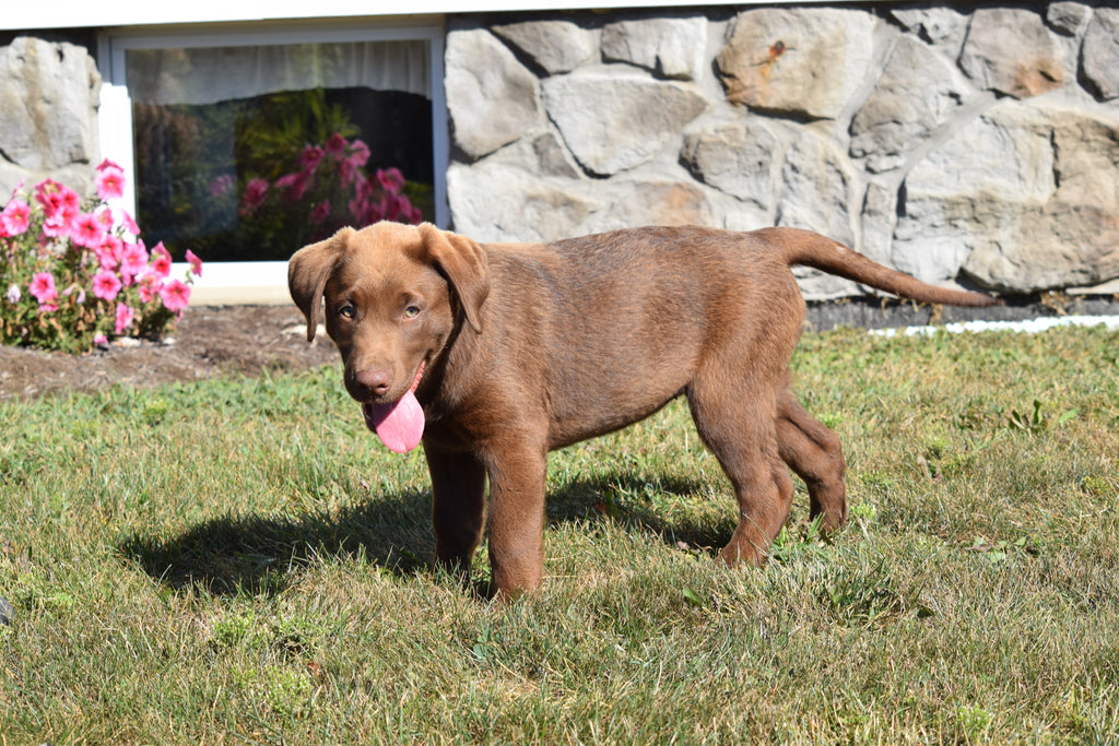 AKC Registered Chocolate Labrador Retriever For Sale Apple Creek Ohio