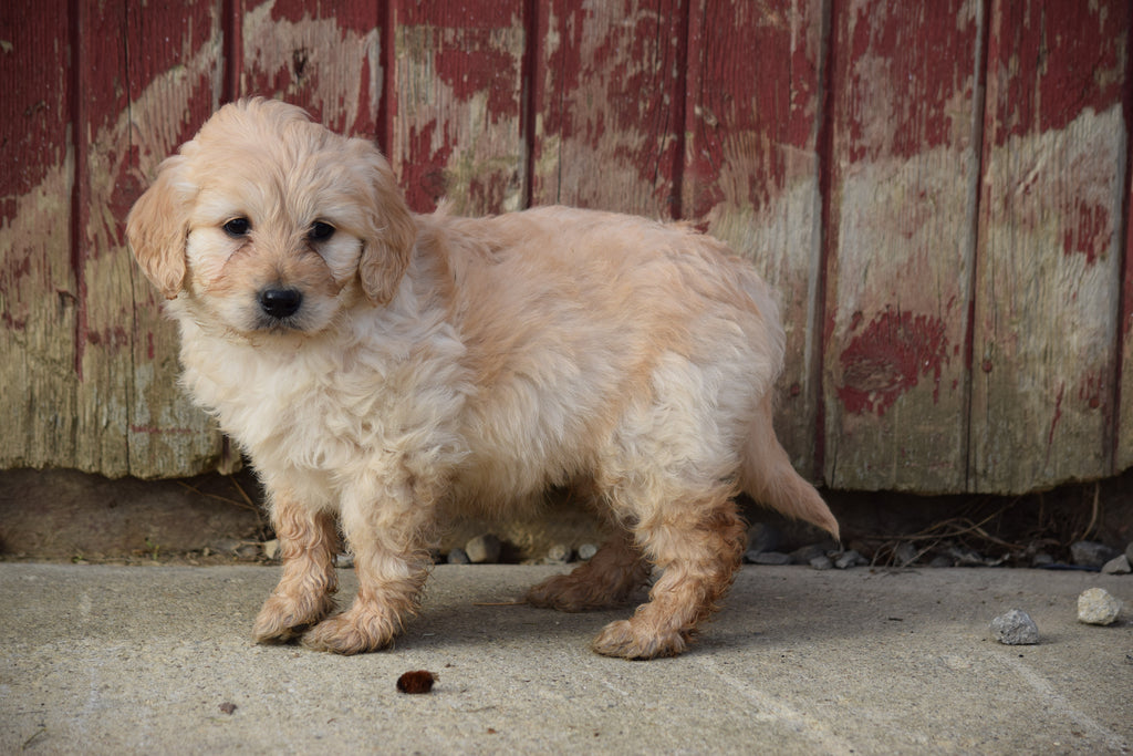 Goldendoodle Puppy For Sale Male Archie Apple Creek, Ohio AC Puppies LLC