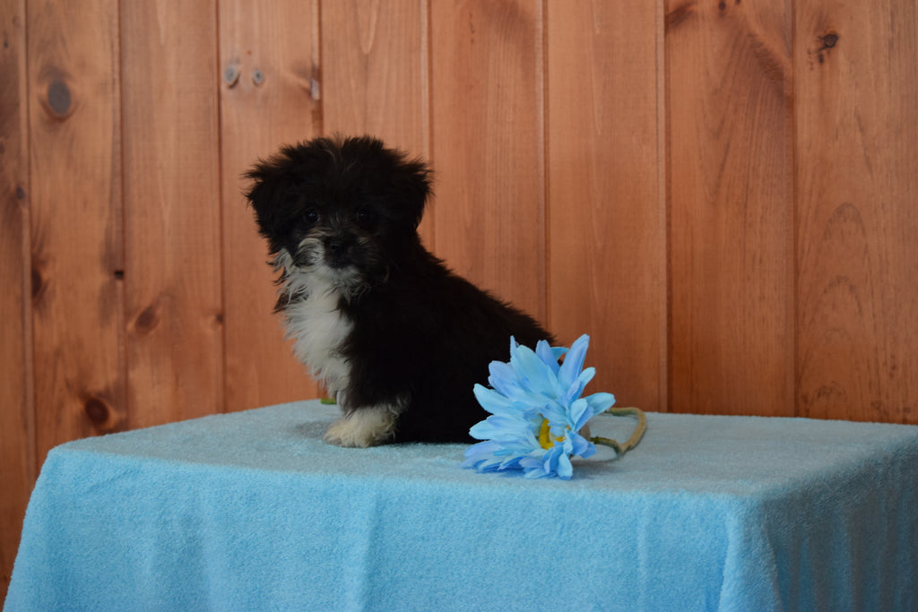 Shinese Female Puppy Sophie For Sale Fredericksburg, Ohio AC Puppies LLC
