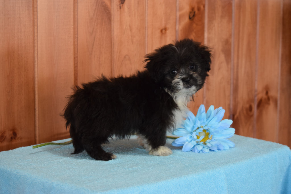 Shinese Female Puppy Sophie For Sale Fredericksburg, Ohio AC Puppies LLC