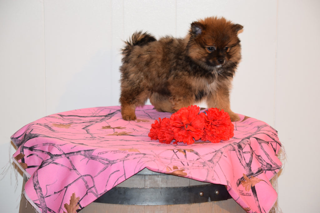 Pomeranian For Sale Male Rusty Fredericksburg Ohio AC Puppies LLC