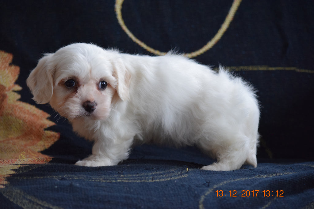 Coton de Tulear Puppy For Sale Female Crystal Apple Creek, Ohio AC