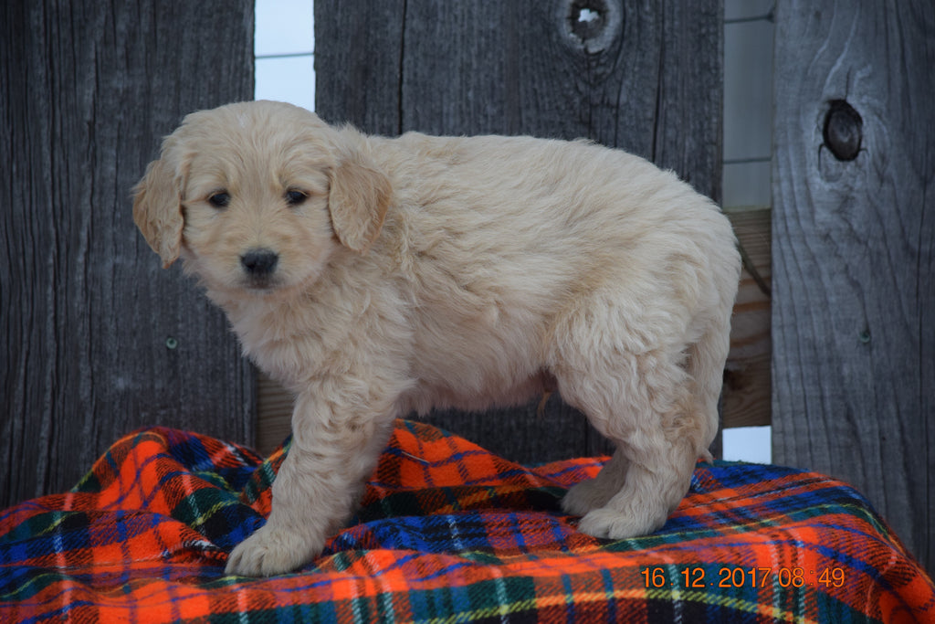 Goldendoodle Puppy For Sale Male Miles Baltic, Ohio AC Puppies LLC
