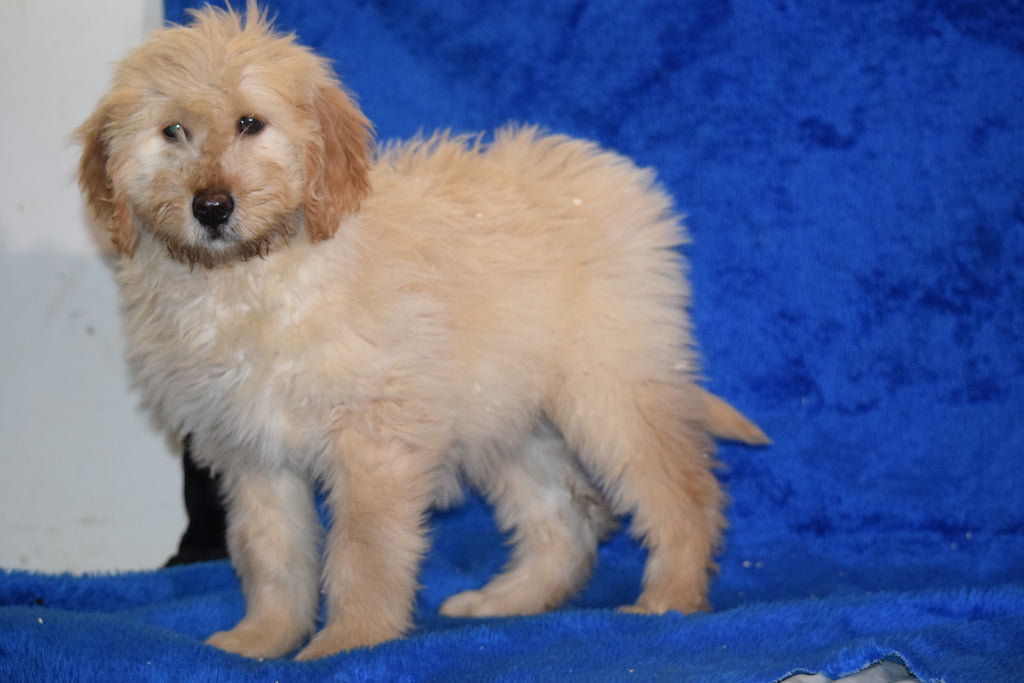Goldendoodle Puppy For Sale Female Sarah Apple Creek, Ohio AC Puppies LLC