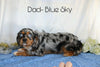 AKC Registered Cavalier King Charles Spaniel For Sale Fredericksburg, OH Male- Cade