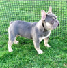 AKC Registered French Bulldog For Sale Wooster, OH Female- Brooklyn