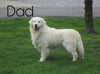 AKC Registered Golden Retriever For Sale Fredericksburg, OH Male- Alex