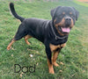AKC Registered Rottweiler For Sale Sugarcreek, OH Female- Bella