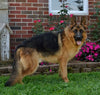 AKC Registered German Shepherd For Sale Millersburg, OH Female- Sophie