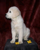 AKC Registered English Cream Golden Retriever For Sale Fredericksburg, OH Female- Daisy