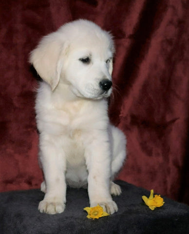 AKC Registered English Cream Golden Retriever For Sale Fredericksburg, OH Female- Daisy