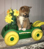 AKC Registered Shiba Inu For Sale Dundee, OH Female- Daisy