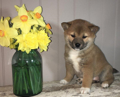 AKC Registered Shiba Inu For Sale Dundee, OH Female- Daisy