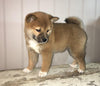 AKC Registered Shiba Inu For Sale Dundee, OH Female- Daisy