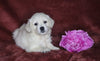 AKC Registered English Cream Golden Retriever For Sale Fredericksburg, OH Female- Daisy