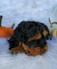 Cockapoo For Sale Fredericksburg, OH Female- Daisy