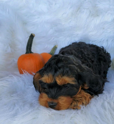 Cockapoo For Sale Fredericksburg, OH Female- Daisy