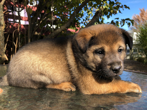 Shiba Inu Mix For Salw West Farmington, OH Female- Daisy