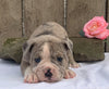 OIEBA Registered Olde English Bulldog For Sale Adamsville, OH Female- Daisy