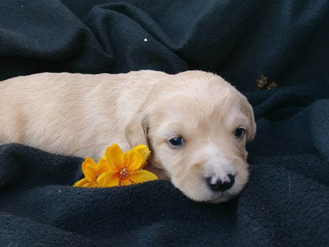 F1B Medium Labradoodle For Sale Millersburg, OH Female- Daisy