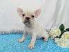 AKC Registered French Bulldog For Sale Wooster OH, Male- Dakota